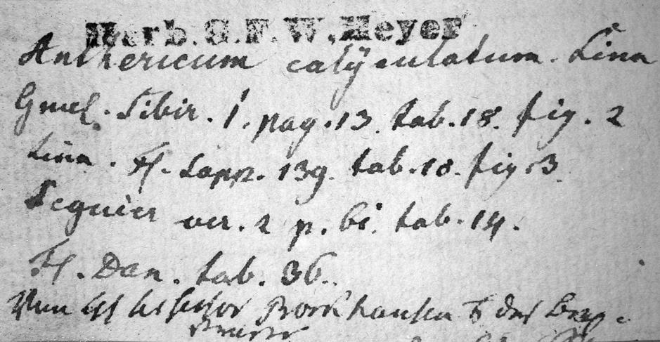 Handschrift Moritz Balthasar Borkhausen, Beleg aus GOET