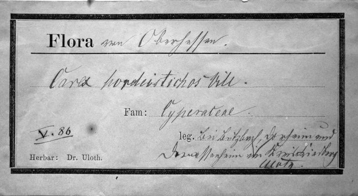 Handschrift Wilhelm Uloth