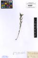 Aegonychon purpurocaeruleum - Beleg &copy; FR