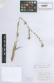 Amsinckia micrantha - Beleg &copy; FR