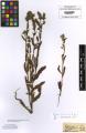 Anchusa arvensis - Beleg &copy; FR