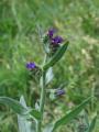 Anchusa officinalis &copy; Robert Flogaus-Faust, 11.5.2007, Frankfurt/Main