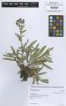 Anchusa officinalis - Beleg &copy; FR
