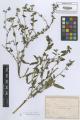 Anchusa ovata - Beleg &copy; FR