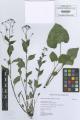 Brunnera macrophylla - Beleg &copy; FR