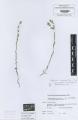 Buglossoides incrassata subsp. splitgerberi - Beleg &copy; FR