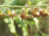 Cynoglossum officinale &copy; Robert Flogaus-Faust, 22.6.2003, B&uuml;chelsberg bei Darmstadt-Eberstadt