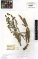 Cynoglossum officinale - Beleg &copy; FR