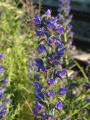 Echium vulgare &copy; Robert Flogaus-Faust, 7.6.2004, Dreieich-G&ouml;tzenhain, Bahnhof
