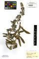 Echium vulgare - Beleg &copy; FR