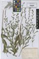 Lithospermum officinale - Beleg &copy; FR