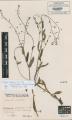 Myosotis arvensis subsp. umbrata - Beleg © FR-0086309 Myosotis arvensis subsp. umbrata - Beleg © FR