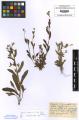 Myosotis arvensis subsp. arvensis - Beleg &copy; FR