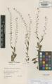 Myosotis nemorosa - Beleg &copy; FR