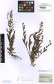 Myosotis ramosissima - Beleg &copy; FR