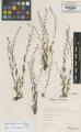 Myosotis stricta - Beleg &copy; FR