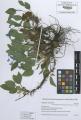 Omphalodes verna - Beleg &copy; FR
