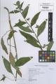 Pentaglottis sempervirens - Beleg &copy; FR