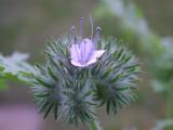 Phacelia tanacetifolia - Bl�tenstand &copy; Sylvain Hodvina