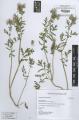 Phacelia tanacetifolia - Beleg &copy; FR