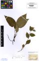 Pulmonaria obscura - Beleg &copy; FR