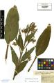 Symphytum bohemicum - Beleg &copy; FR