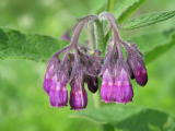 Symphytum officinale &copy; Robert Flogaus-Faust, 29.8.2006, Rheindamm s&uuml;dlich Geinsheim