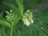 Symphytum officinale &copy; Robert Flogaus-Faust, 29.8.2006, Rheindamm s&uuml;dlich Geinsheim