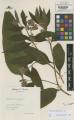 Symphytum officinale - Beleg &copy; FR