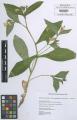 Symphytum tuberosum subsp. angustifolium - Beleg &copy; FR