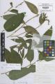 Symphytum uplandicum - Beleg &copy; FR
