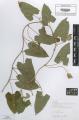 Calystegia pulchra - Beleg &copy; FR