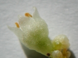 Cuscuta campestris - Detail &copy; Sylvain Hodvina, 6.9.2012, Pferdeweide Gernsheim, coll. U. Hillesheim-Kimmel