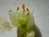 Cuscuta campestris - Detail &copy; Sylvain Hodvina, 6.9.2012, Pferdeweide Gernsheim, coll. U. Hillesheim-Kimmel