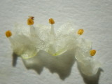 Cuscuta campestris - Detail &copy; Sylvain Hodvina, 6.9.2012, Pferdeweide Gernsheim, coll. U. Hillesheim-Kimmel