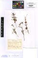 Cuscuta campestris - Beleg &copy; FR