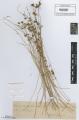 Cuscuta epilinum - Beleg &copy; FR