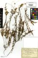 Cuscuta epithymum - Beleg &copy; FR