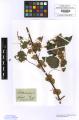 Cuscuta europaea - Beleg &copy; FR