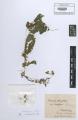 Cuscuta gronovii - Beleg &copy; FR