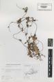 Cuscuta lupuliformis - Beleg &copy; FR