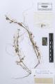 Cuscuta suaveolens - Beleg &copy; FR