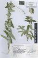 Elaeagnus angustifolia - Beleg © FR-0117180 Elaeagnus angustifolia - Beleg © FR