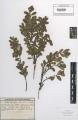 Arctostaphylos uva-ursi - Beleg &copy; FR
