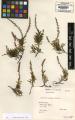 Calluna vulgaris - Beleg &copy; FR