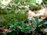 Chimaphila umbellata - Detail &copy; Sylvain Hodvina, 26.6.2008, Babenhausen