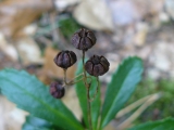 Chimaphila umbellata - Detail &copy; Sylvain Hodvina, 25.6.2008, Zellhausen