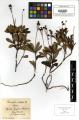 Chimaphila umbellata - Beleg &copy; FR