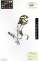 Empetrum nigrum - Beleg &copy; FR