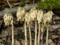 Hypopitys monotropa - Habitus &copy; Horst Kretzschmar, 13.7.2013, Ludwigsau-Gerterode